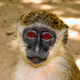 Image for article titled Do Wild Animals Get Drunk and High On Purpose?